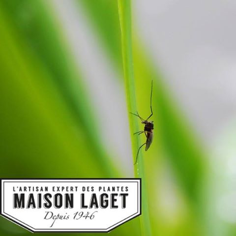 13529254_1119973894742756_1781160558136346862_n