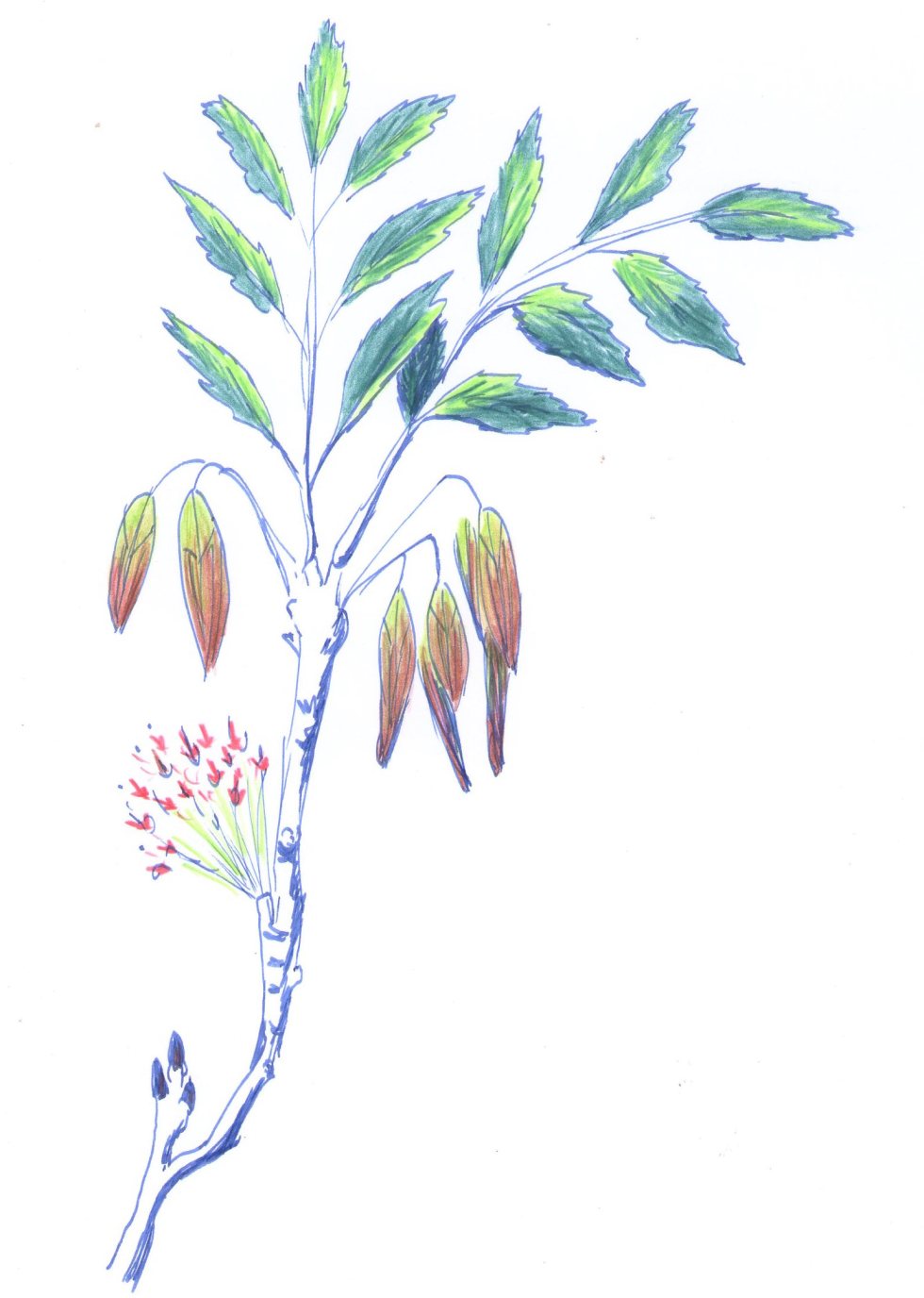 fre%cc%82ne145-copie