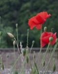 coquelicot - copie
