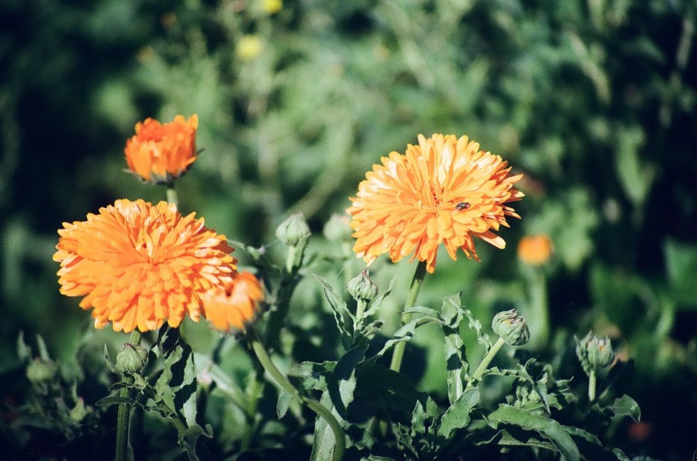 0030_30Asouci - copie