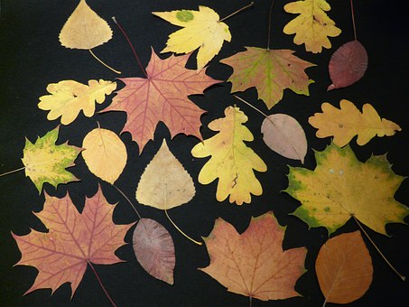 fall-leaves-63221__340